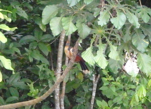 Lago Sandavol (Reserva Nacional Tambopata), Amazon, Peru.